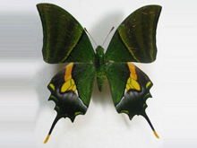 アゲハ蝶 標本 -アゲハ2-