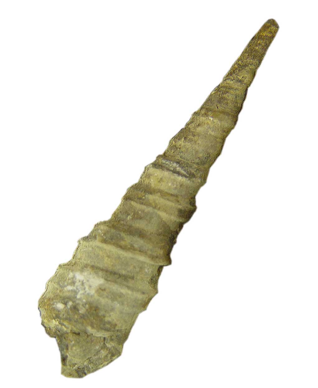 巻き貝始新世（約5千万年前）の化石