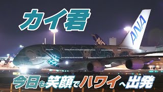 新型フライングホヌ／グリーン カイ君 約30cm ハワイ専用飛行機の