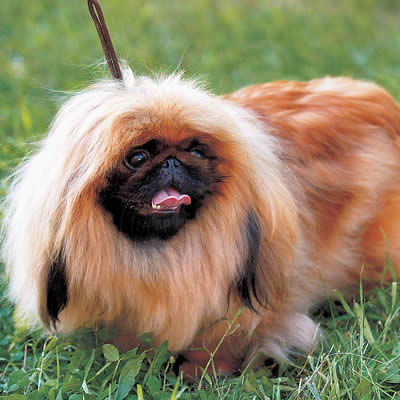 ペキニーズ - イヌ - ペット - Y!きっず図鑑