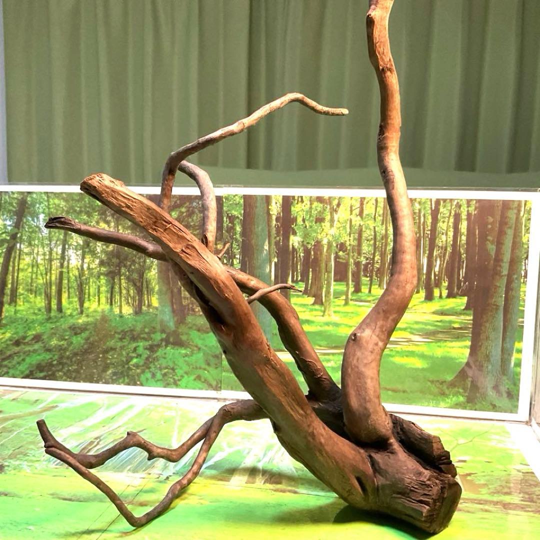 天然水槽用流木 本格美麗うねうね枝の大型ブランチウッド 煮沸沈水確認