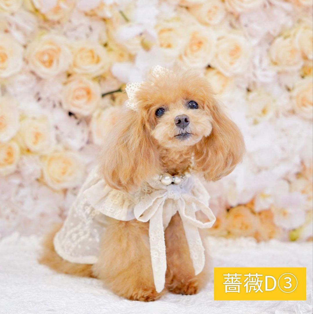 背景布×10枚+2 ペット撮影用ブース トリミングチョーカー販売中 ペット