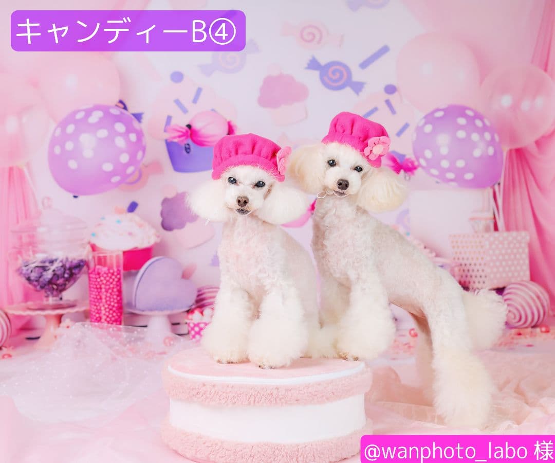 背景布×10枚+2 ペット撮影用ブース トリミングチョーカー販売中 ペット